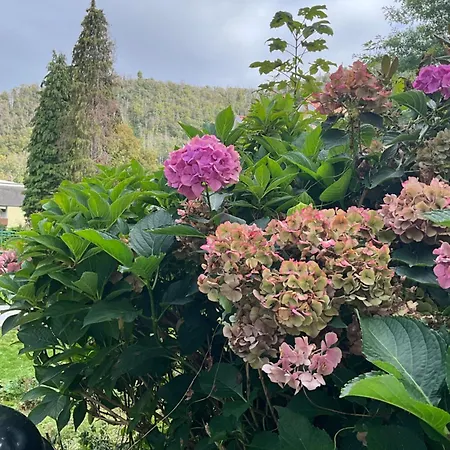 Harzwunder * 巴特哈尔茨堡